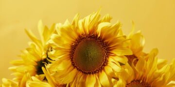 Como Cultivar Girassóis Dentro de Casa e Trazer Cor e Beleza ao Seu Ambiente