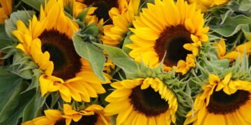 Como Cultivar Girassóis Dentro de Casa e Trazer Cor e Beleza ao Seu Ambiente