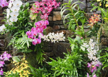 Orquídeas e Cascas de Banana Um Casamento Perfeito
