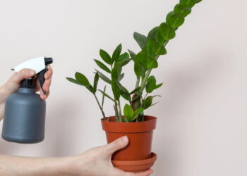 Aprenda Agora Como Cultivar a Planta da Fortuna (Zamioculca) em Casa