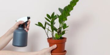 Aprenda Agora Como Cultivar a Planta da Fortuna (Zamioculca) em Casa