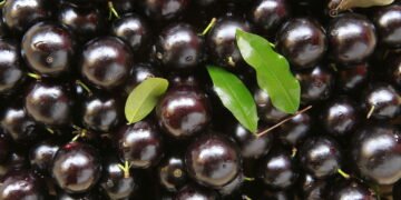 Como Cultivar Jabuticaba Dentro de Casa e Aproveitar Seus Frutos Suculentos