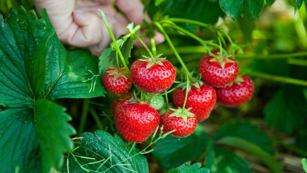 Guia completo para cultivar morangos em casa: do plantio à colheita!