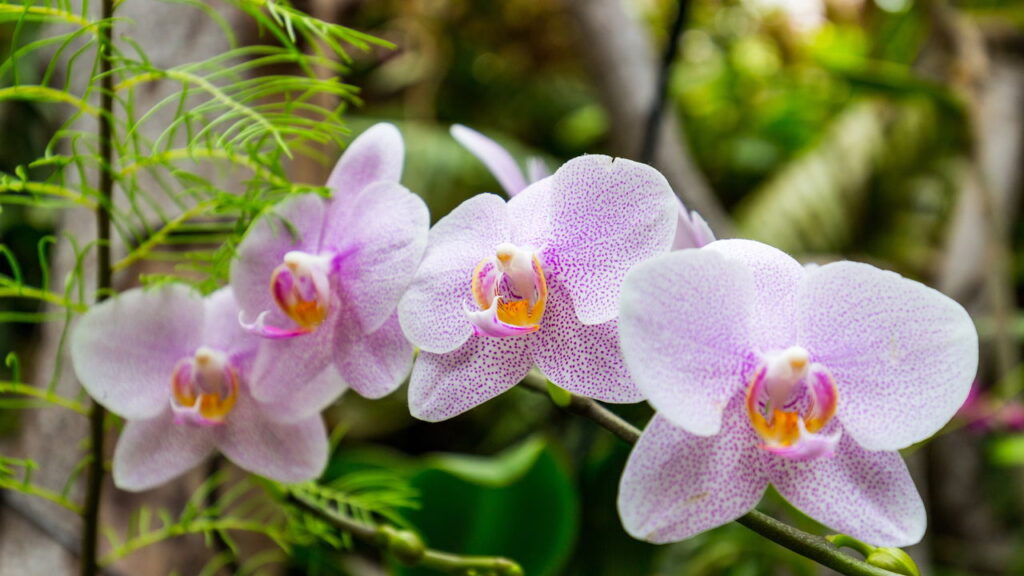 Saiba como ter orquídeas floridas o ano todo