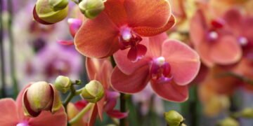 Saiba como ter orquídeas floridas o ano todo