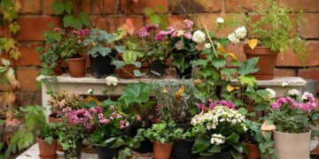 Mãos de Fada: Transforme sua Casa em um Jardim com Essas Dicas Simples