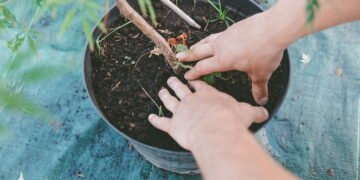 Tem Plantas em Vasos? Então Você Precisa Ler isso!