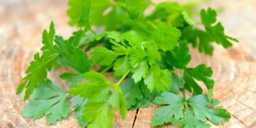 Como Usar Essa Erva na Dieta Para Obter Resultados Rápidos