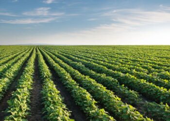 Uma Aliada na Prevenção de Doenças e Promoção do Bem-Estar