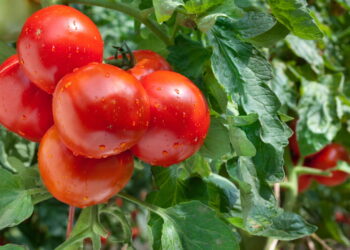 Tomate: muito além de uma salada! Descubra os seus benefícios para a saúde!