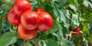 Tomate: muito além de uma salada! Descubra os seus benefícios para a saúde!