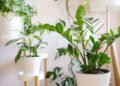 Decore sua casa com a planta da fortuna: a zamioculca!