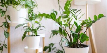 Decore sua casa com a planta da fortuna: a zamioculca!