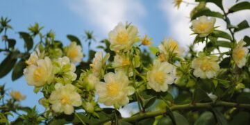 Planta poderosa conquista os idosos acima de 60 anos no combate à osteoporose!