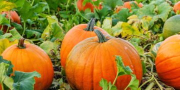 O segredo para plantar abóbora e ter uma colheita farta