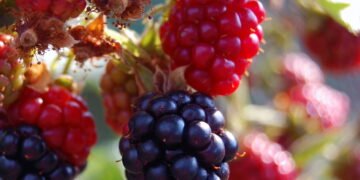 Cultive amora em casa e colha frutos frescos o ano todo com essa técnica