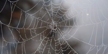 Conheça a chuva de aranhas em São Tomé das Letras