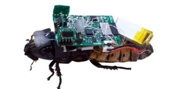 Tecnologia bio-híbrida cria baratas ciborgues para exploração