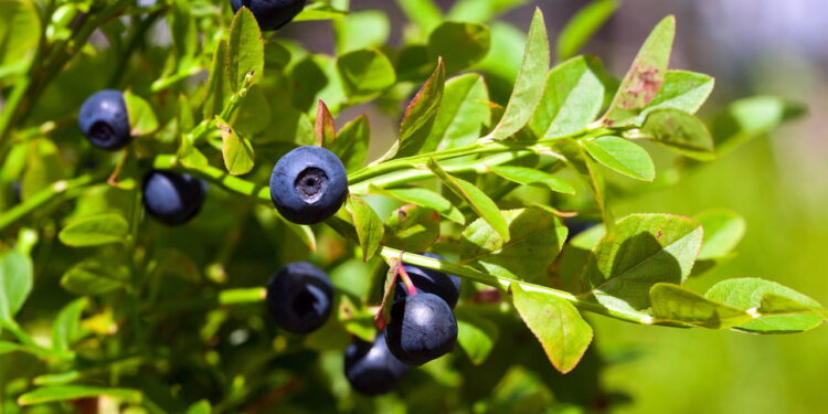 Aprenda a plantar blueberry e tenha frutas sempre à mão