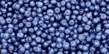 Aprenda a plantar blueberry e tenha frutas sempre à mão