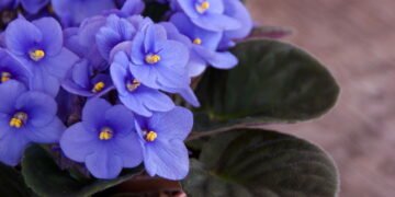 Veja como manter suas flores recebidas bonitas por mais tempo