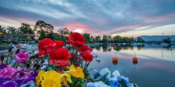 Veja como manter suas flores recebidas bonitas por mais tempo