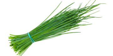 Aprenda o truque para cultivar cebolinha em casa sem complicação!