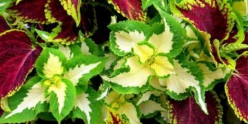 Coleus a planta para se ter em casa, cheia de cor e afeto de casa de vó!