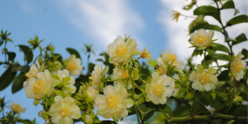 Como cultivar ora-pro-nóbis dentro de casa sem complicação