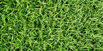 Dicas de como ter uma grama verdinha dentro de casa e deixar seu lar mais verde