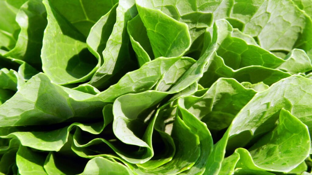 Couve previne doenças? Saiba mais e aprenda um prato delicioso