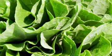 Couve previne doenças? Saiba mais e aprenda um prato delicioso