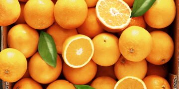 Guia completo para plantar e cuidar de laranjeiras no quintal