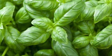 Como cultivar manjericão do jeito certo e colher folhas aromáticas sempre