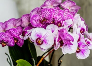 Orquídeas sem flor? Veja a solução inesperada que está surpreendendo jardineiros