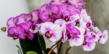 Aprenda a fazer suas orquídeas florescerem mais rápido e por mais tempo