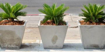 Como cultivar palmeiras dentro de casa e garantir seu crescimento saudável