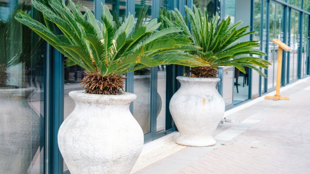 Como cultivar palmeiras dentro de casa e garantir seu crescimento saudável