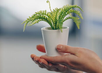 Erro comum ao cultivar samambaias pode matar sua planta rapidamente