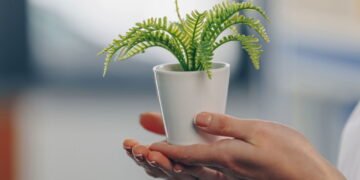 Erro comum ao cultivar samambaias pode matar sua planta rapidamente