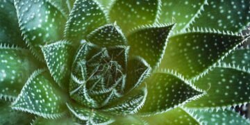 O segredo infalível para suculentas bonitas e saudáveis o ano todo!