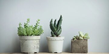 Revelado o segredo das suculentas saudáveis e sempre vibrantes