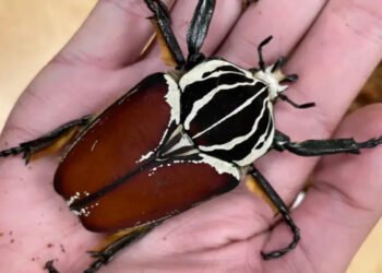 Como a produção de cacau está levando os besouros-golias à extinção