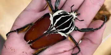 Como a produção de cacau está levando os besouros-golias à extinção