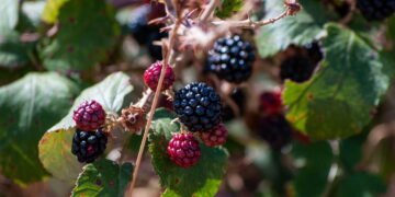 Como plantar amora e produzir frutas deliciosas em casa