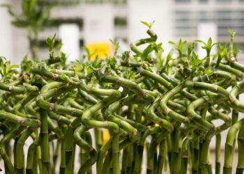 Aprenda a cultivar o Bambu-da-Sorte em água ou solo para boas energias em seu lar