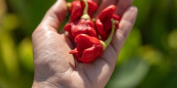 Você aguentaria? A pimenta mais ardida do mundo vai te surpreender