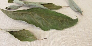 Chá de folha de abacate é bom para a saúde? Saiba tudo sobre ele