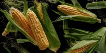 Milho ajuda na digestão e no colesterol? Veja seus benefícios surpreendentes