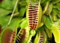 Como tornar sua casa um habitat ideal para plantas carnívoras